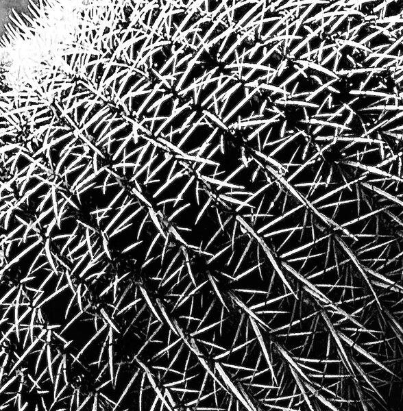 IMG_2894.jpeg