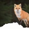 Hunterfox
