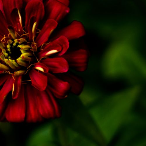 Butchart Gardens